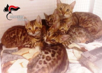 Denunciato per sei gatti del Bengala