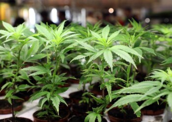 Derivati della cannabis fuori legge