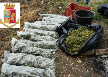 Droga: sorpresi in casolare con 20 kg ‘erba’, 4 arresti