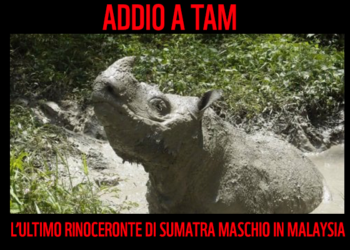 E’ morto Tam, l’ultimo rinoceronte di Sumatra maschio in Malaysia