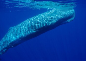 Emergenza capodogli nel Mediterraneo