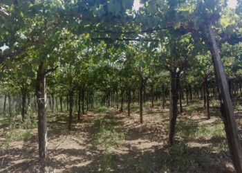 Export Molise, +46% nel 2018