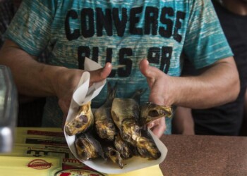 Fao, dalla blockchain per il caffè alla moda fatta di alghe