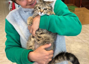 Gettato tra rifiuti, gattino adottato