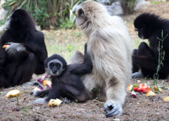DIVERTIRSI RISPETTANDO L’AMBIENTE: AL PARCO ZOO FALCONARA INCONTRI SULLA SALVAGUARDIA DELLA BIODIVERSITA’
