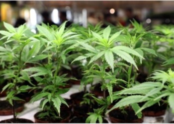 Google, via app che vendono marijuana