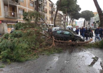 Grosso ramo cade su auto, illesa donna