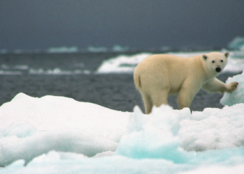 Il report IPBES prova una perdita di natura senza precedenti