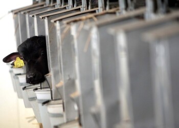 Latte contraffatto: pm chiede 21 anni carcere per 6 imputati