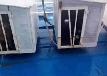 Lav, stop a divieto cani in cabine navi