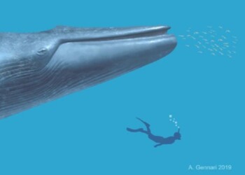 Le balene sono diventate giganti 15 milioni di anni fa