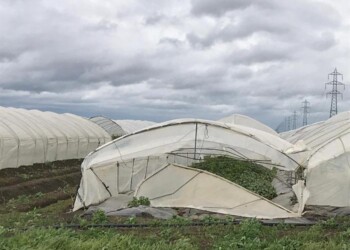 Maltempo: Coldiretti, frutta a rischio