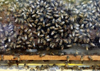 Maltempo: troppo freddo, manca nettare per le api