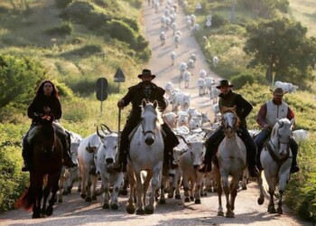 Mandria 300 bovini da Puglia in Molise