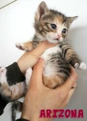 MESSINA: GIRLPOWER TRE BELLEZZE FATTE GATTA CERCANO CASA!!