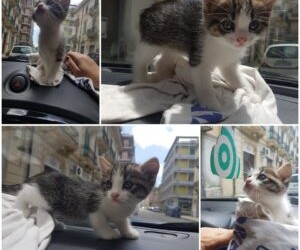 Messina : winter gattina di 50 giorni cerca casa!!