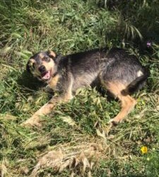 Messina:Nino,meticcio di due anni cerca casa