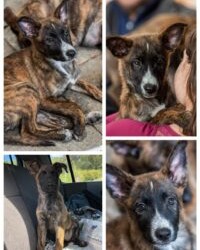 Messina:Tarzan e Jane cercano casa