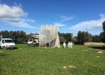 No Xylella ulivo Monopoli, non eradicare