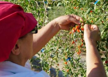 Openjobmetis ricerca 1.500 persone per estate
 