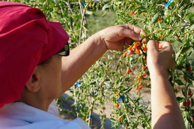 Openjobmetis ricerca 1.500 persone per estate