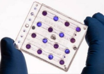 Organismi viventi si preparano a partire verso il Sole