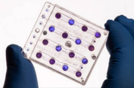 Organismi viventi si preparano a partire verso il Sole