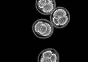 Ottenute cellule embrionali senza usare ovuli e spermatozoi