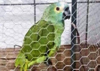 Il pappagallo arrestato!.Incredibile ma vero