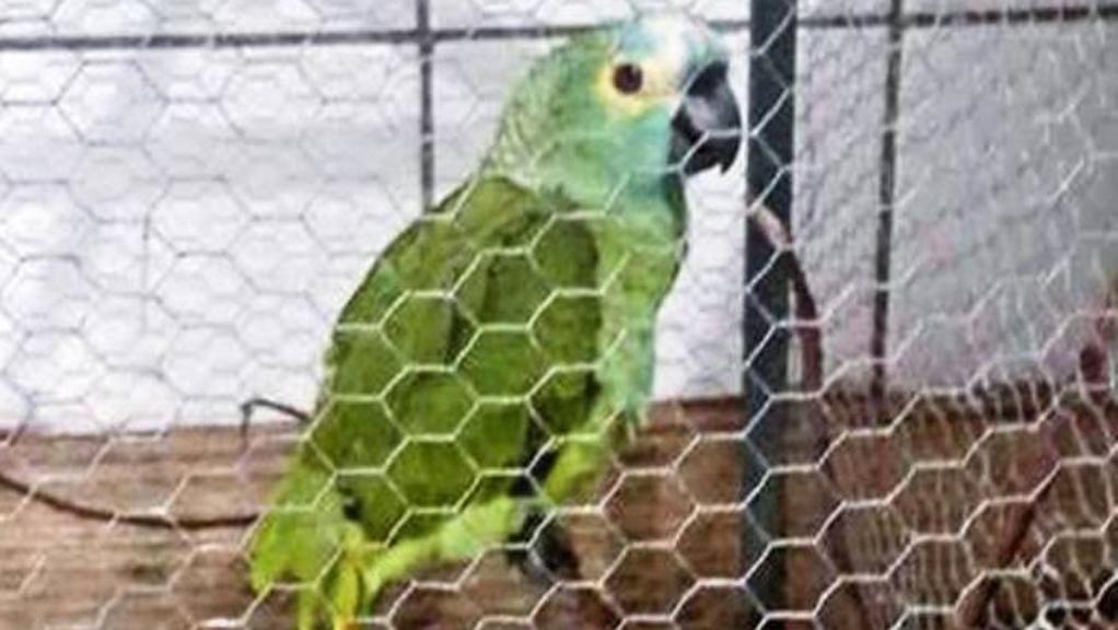Il pappagallo arrestato!.Incredibile ma vero