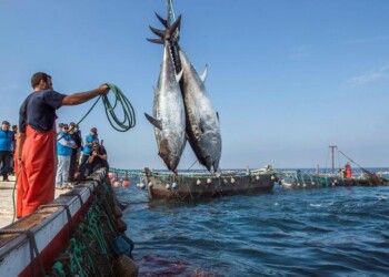 Pesca, il tonno nell’Ue rappresenta il 10% delle catture