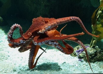 Polpo gigante e robot a Acquario Genova