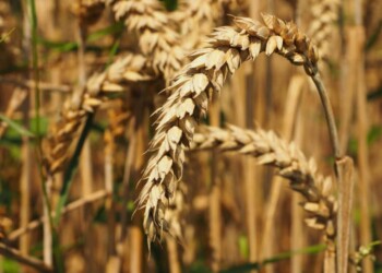 Ricostruita la storia evolutiva del grano tenero