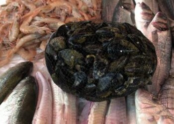 patite A a Napoli e cozze: quali sono i rischi reali, cosa sapere sulla sicurezza alimentare e perché difendere la filiera ittica italiana.