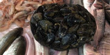 patite A a Napoli e cozze: quali sono i rischi reali, cosa sapere sulla sicurezza alimentare e perché difendere la filiera ittica italiana.
