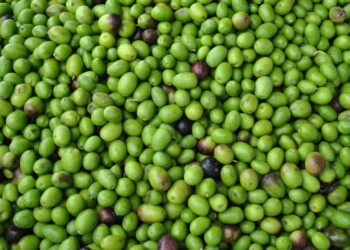 Rilanciare l’olivicoltura italiana in tre mosse