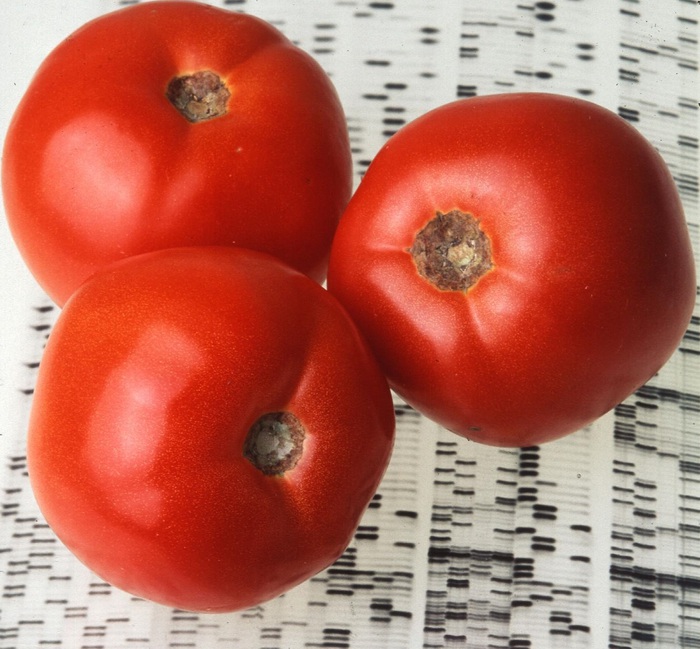 Ritrovati i geni salva-sapore dei pomodori