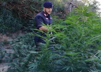 Scoperta piantagione canapa nel reggino