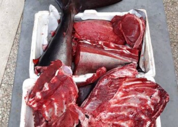 Sequestrato tonno rosso in una pescheria