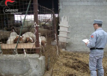 Sequestro capi ovi-caprini nel Cosentino