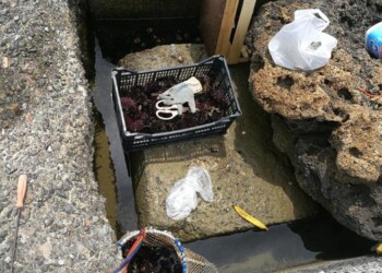 Sorpreso a pescare ricci mare,sanzionato