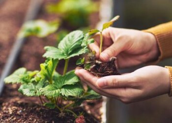 Sostenibilità: dalla lattuga alla salvia, vademecum per pollici poco verdi 
