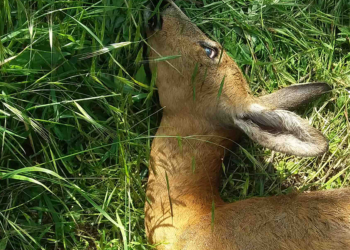 Ucciso un capriolo nell’Oasi WWF di Vanzago