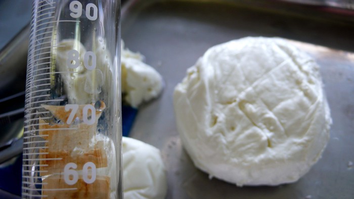 Un test smaschera il latte straniero nella mozzarella di bufala