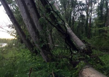 Valdo lancia campagna per piantumare 100 alberi nel Veneto