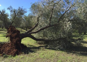 Xylella, petizione a favore della comunità scientifica