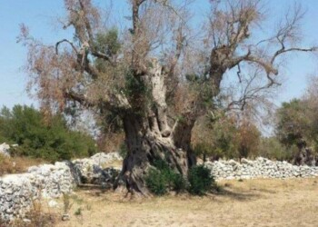 Xylella:non ci fu diffusione volontaria,archiviata inchiesta