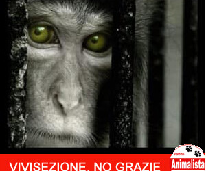 Caso Macachi: il Partito Animalista Italiano Formalizza Esposto