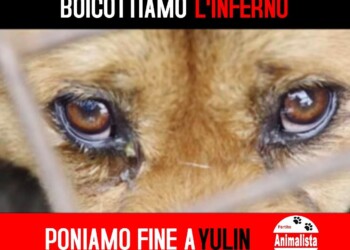 Festival di Yulin in Cina, il Partito Animalista Italiano dalla mezzanotte annuncia il Boicottaggio degli Animalisti ai Prodotti Cinesi.