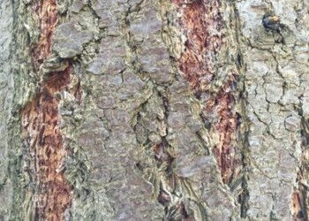 Ambiente: legge su alberi in città, la chiedono 13 associazioni 